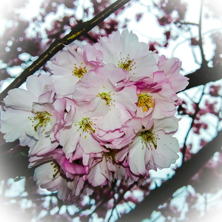 beatiful flowers