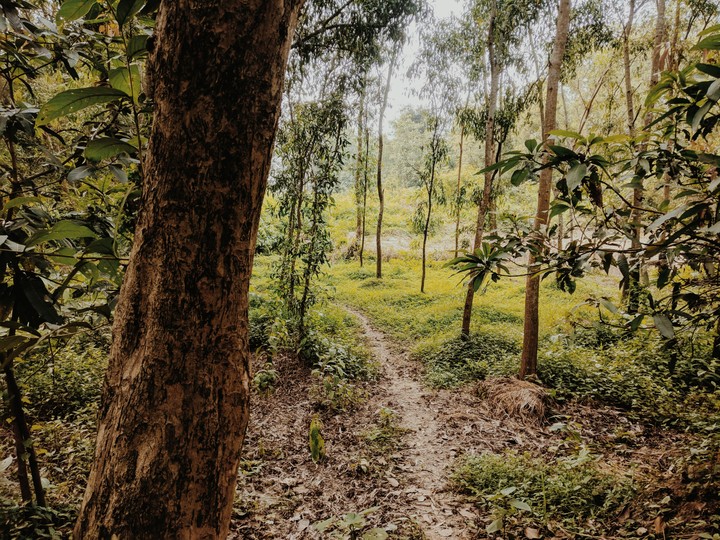 Forest trees