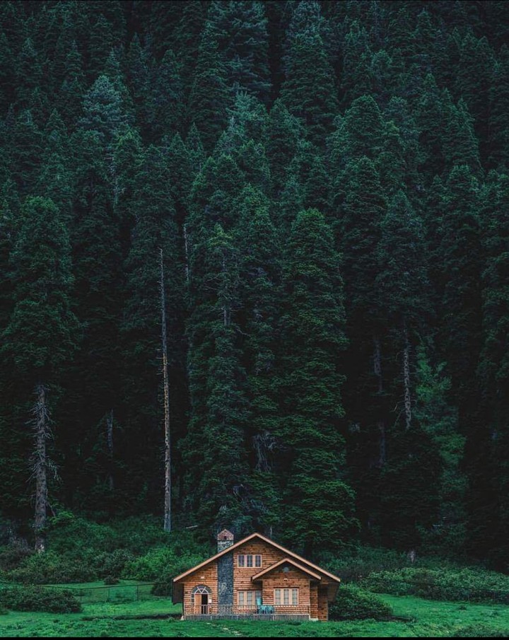 Green Forests