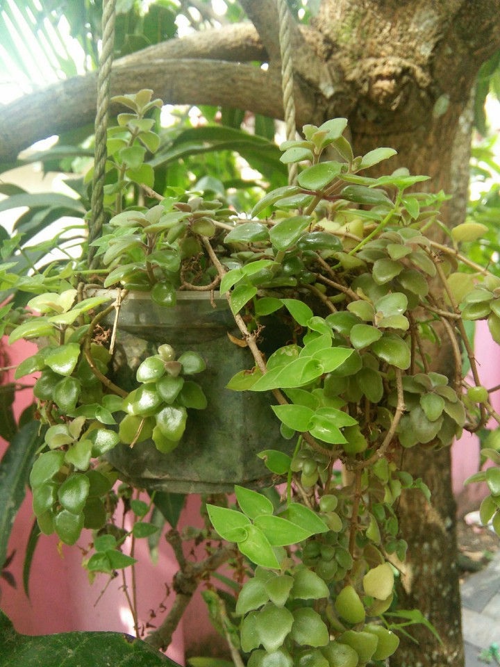 hanging plant