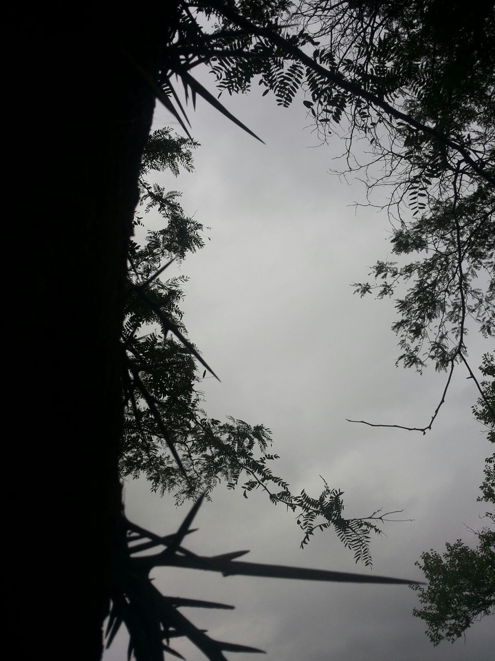 Dark tree