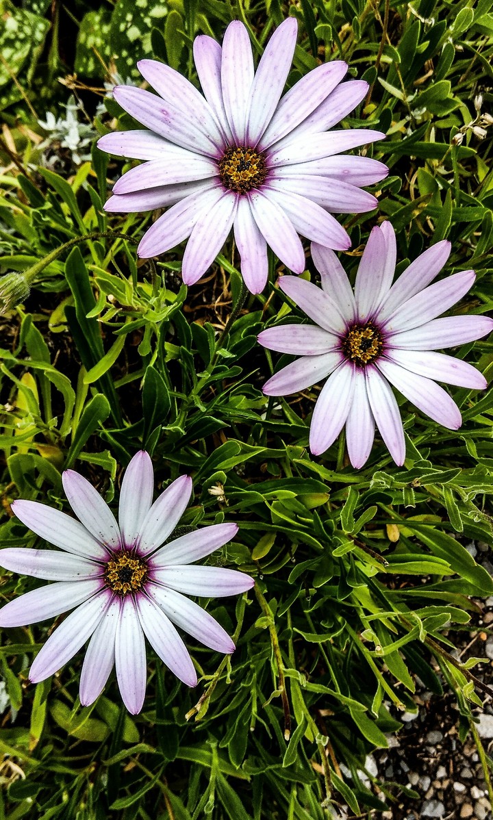 more flowers, sorry 