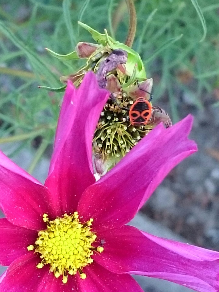 Blüte mit Käfer