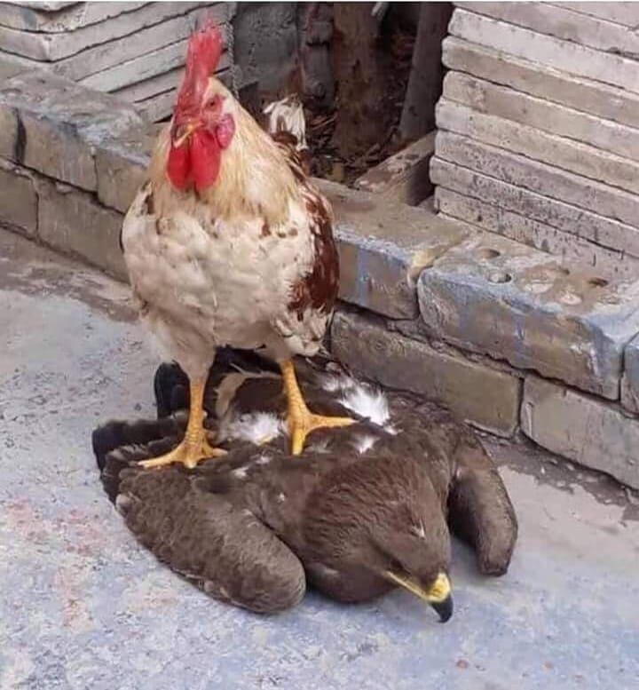 WTF!!! (Rooster On a hawk)!!!