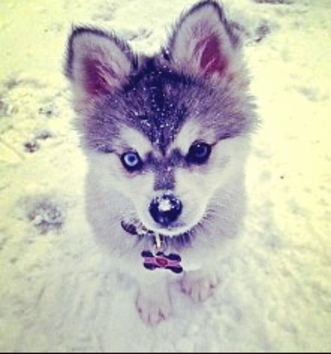 Husky in snow