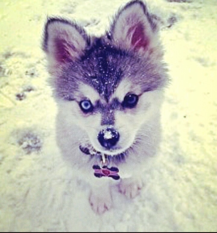 Husky in snow