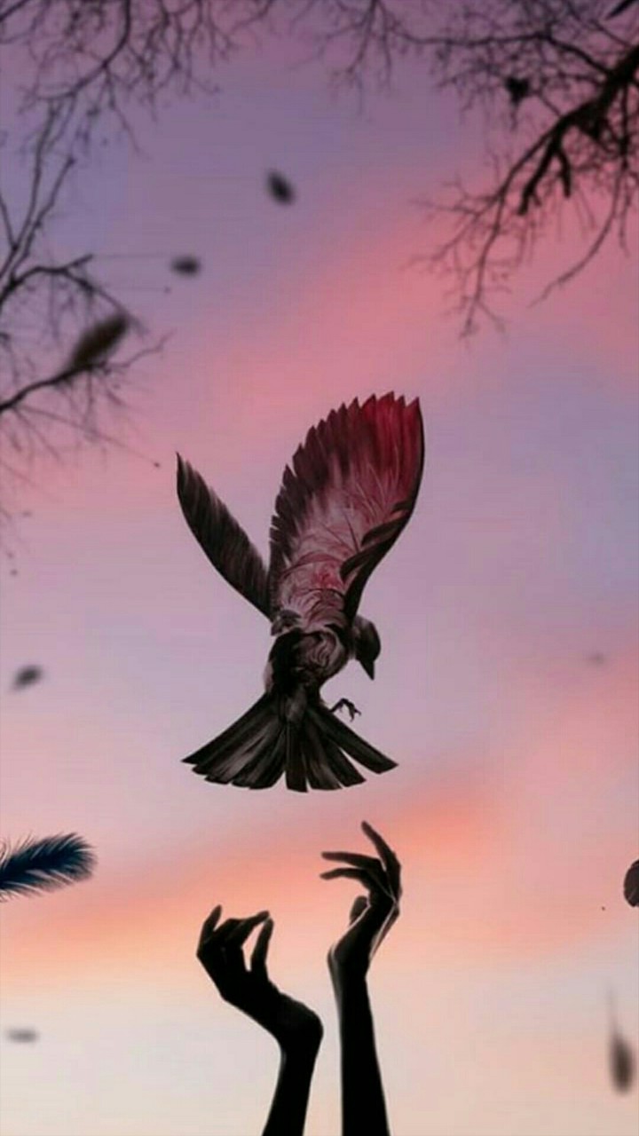 bird
