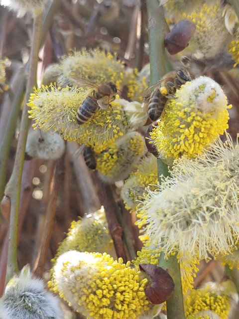spring