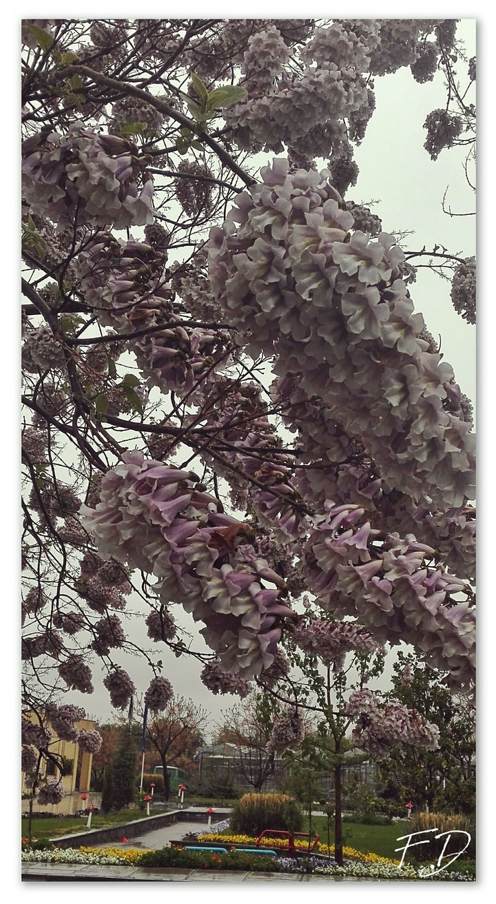 flowers