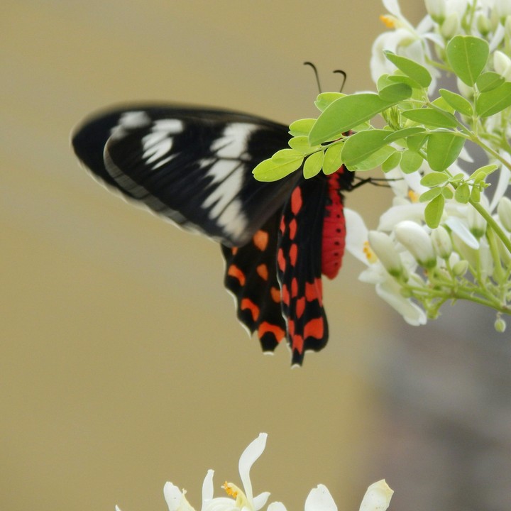 butterfly