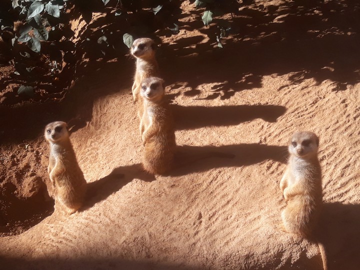 Meerkat