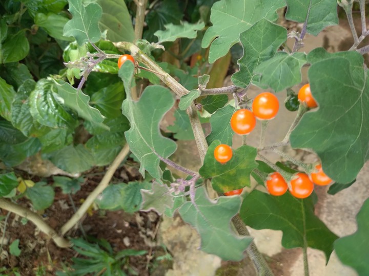 Cà trị ho nhà mình