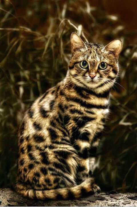 cat