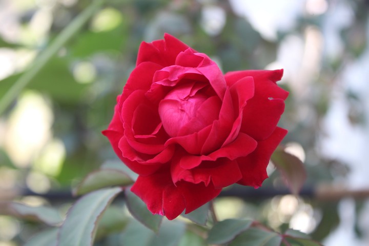 pink rose