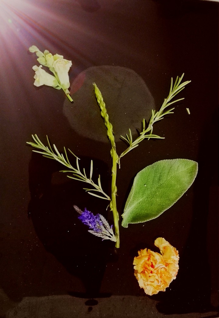 fiore