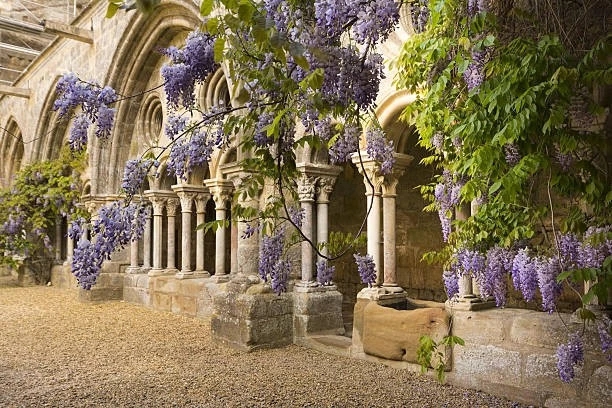 old cloister draped with wisteria