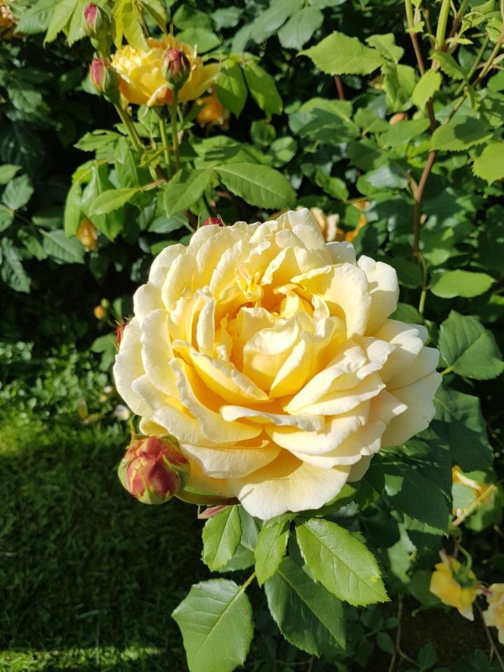 Rose jaune- yellow rose