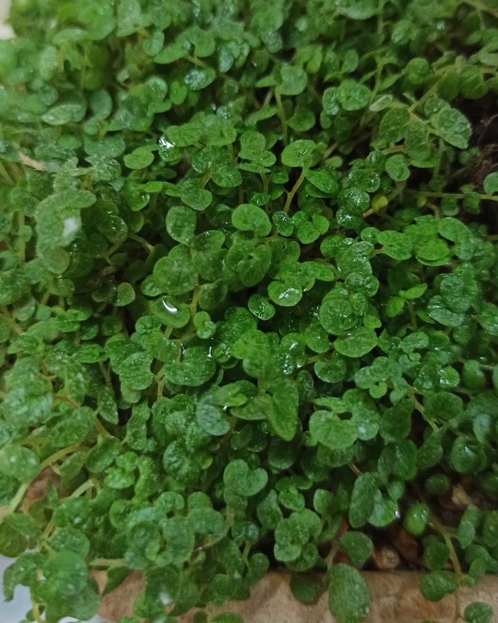 beuty of green