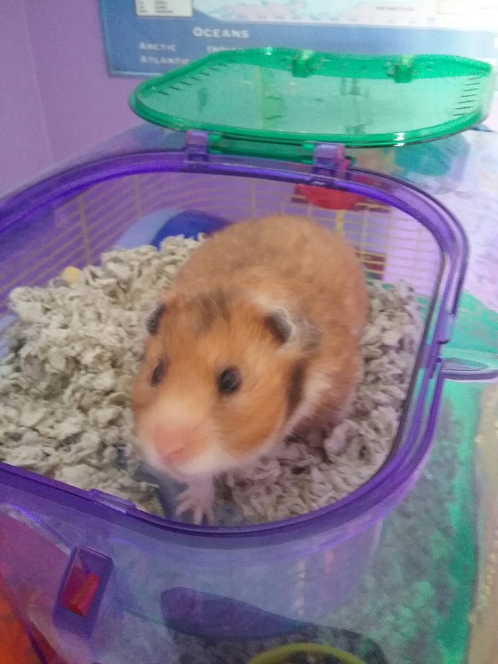 gerbil