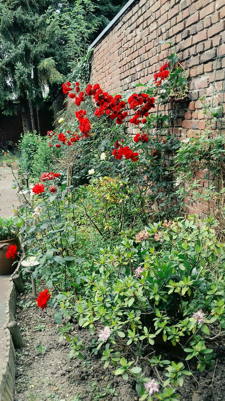 aus meinem Garten