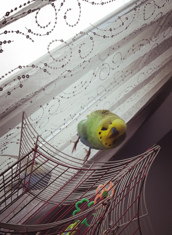 budgie cute fly