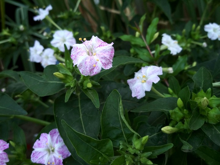 Indian flower