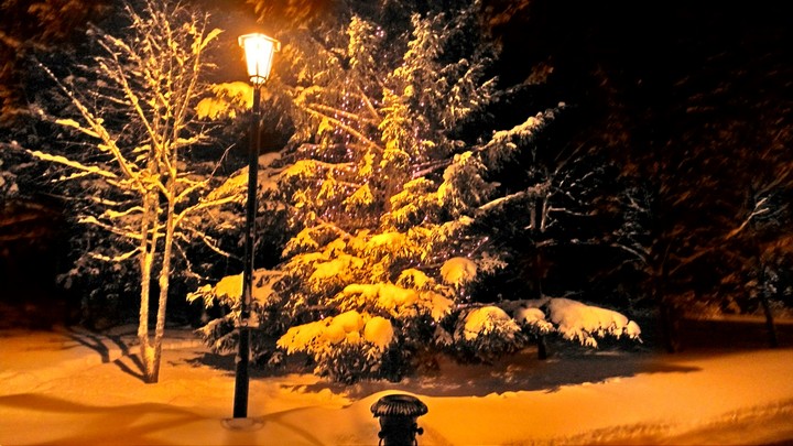 зимний лес