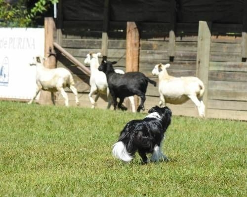 If It's Not A Broder Collie It's Just A Dog