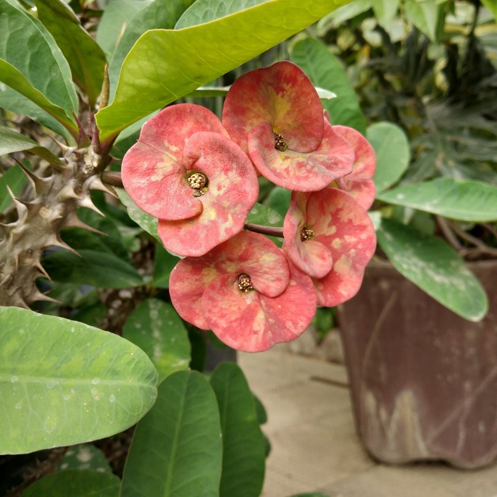 Nature's Beauty