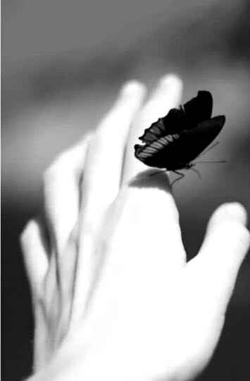 butterfly