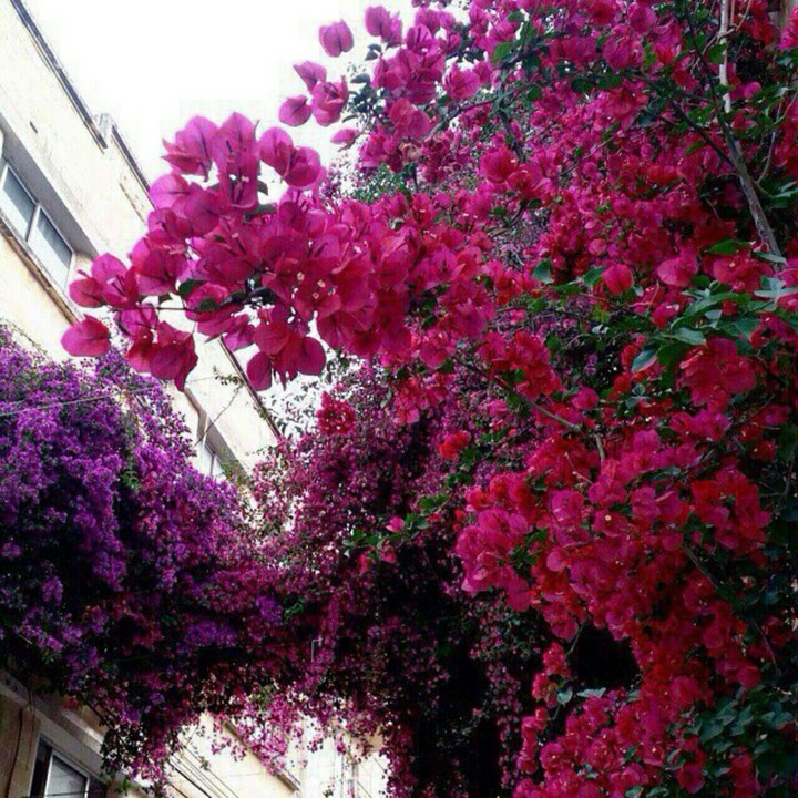 spring♪