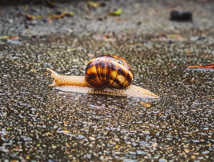 Snail