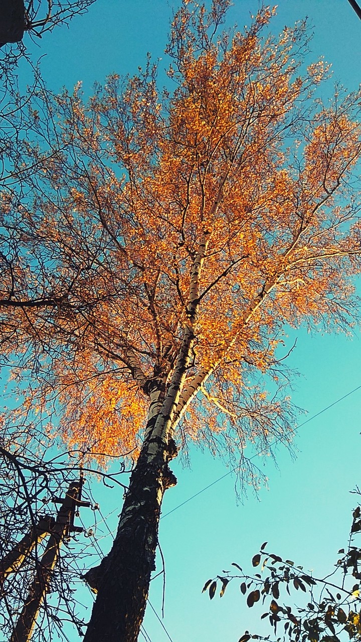 осінь))