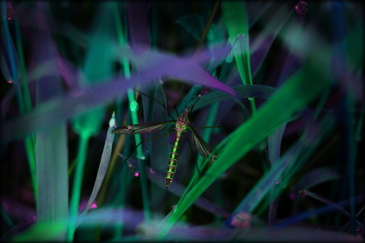 wired insect