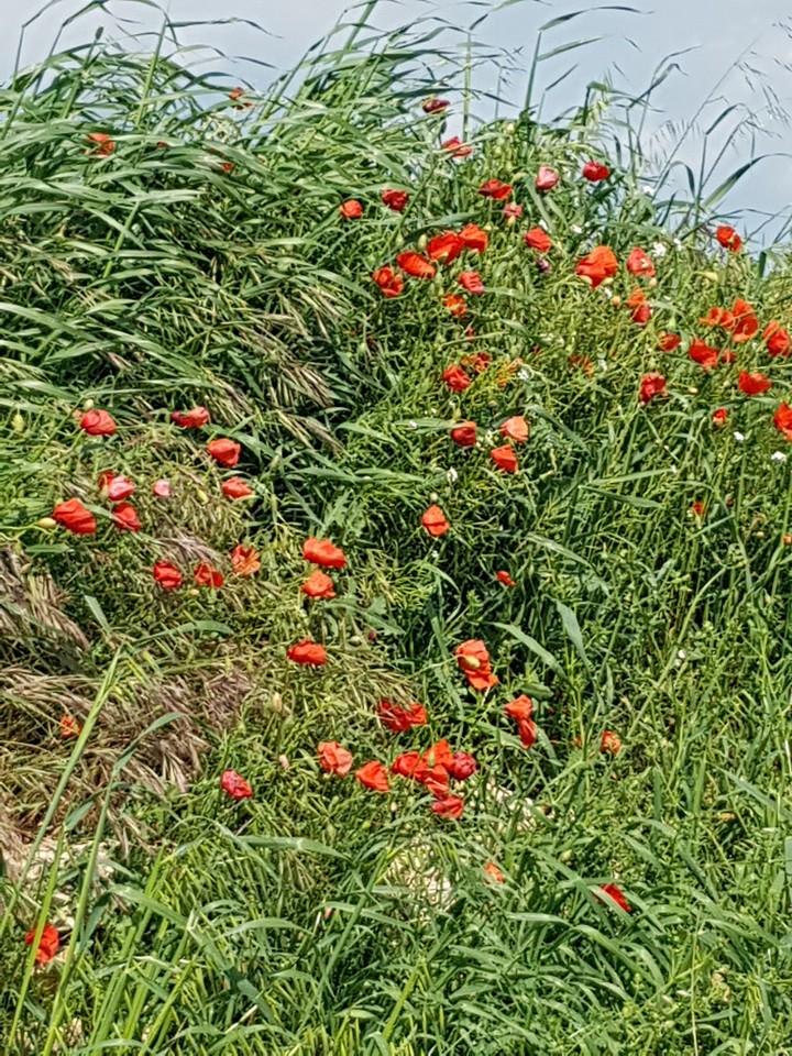 Coquelicots