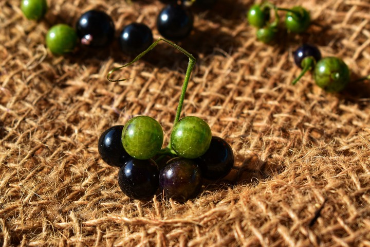 wild berries