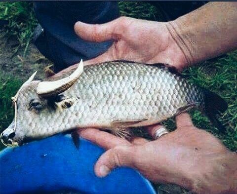 Fish