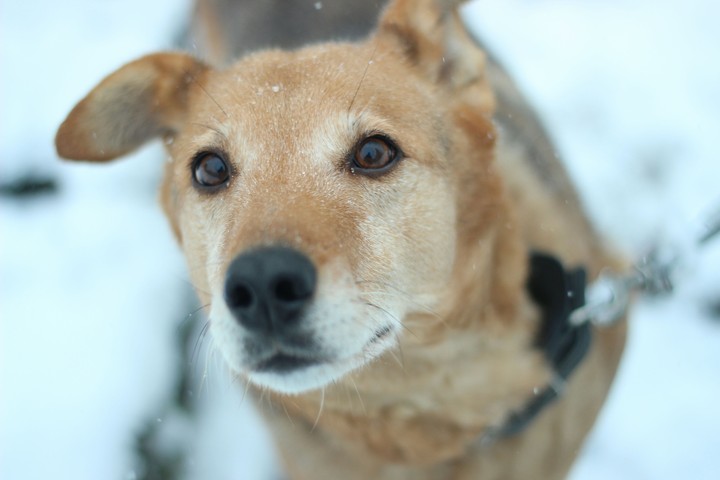dog