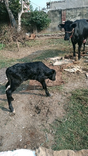calf with cow