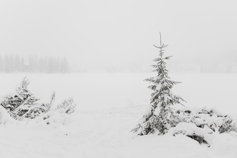 winter, blizzard वॉलपेपर