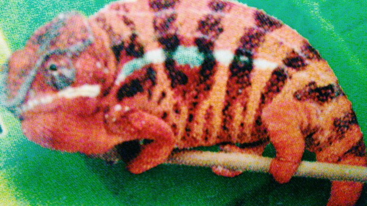 Cameleon