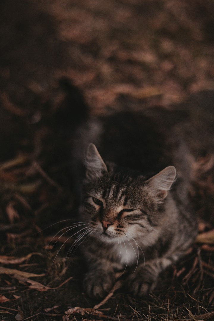 cattt
