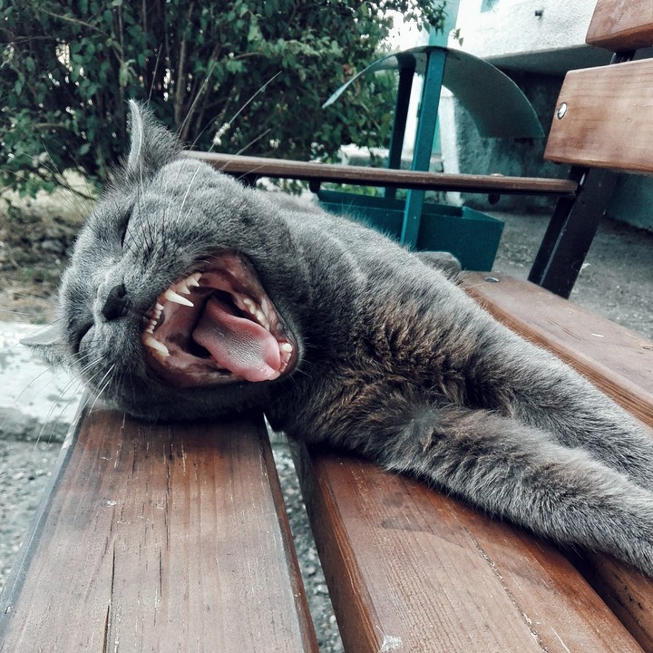 Котейко