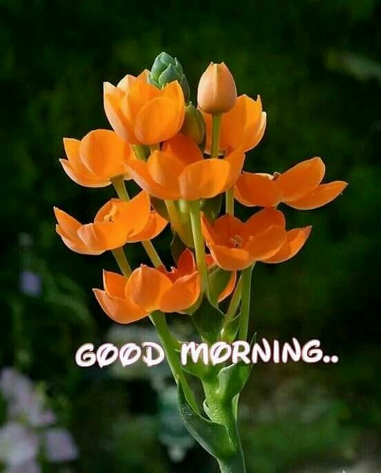 Gud mng