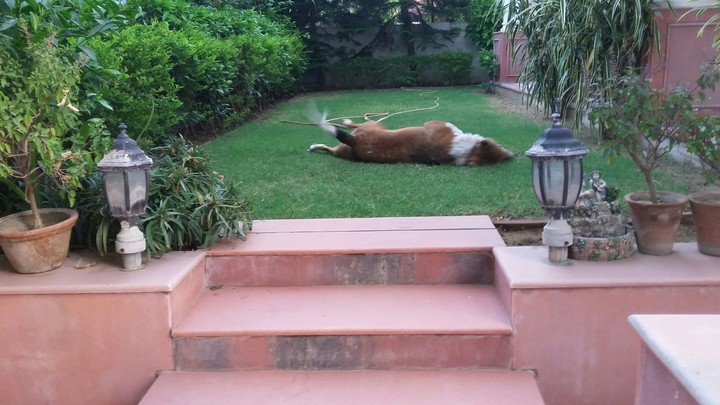 pet  in garden