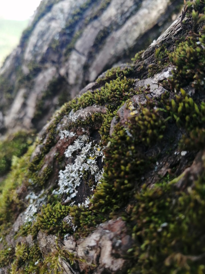 tree•