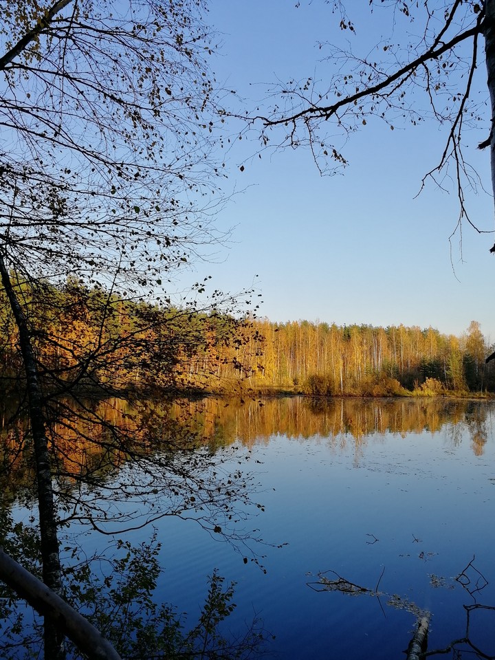 autumn forest
