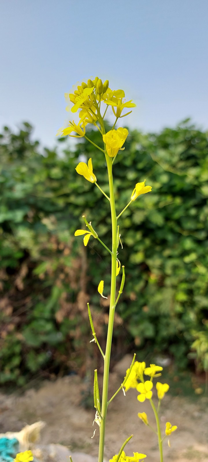 yellow