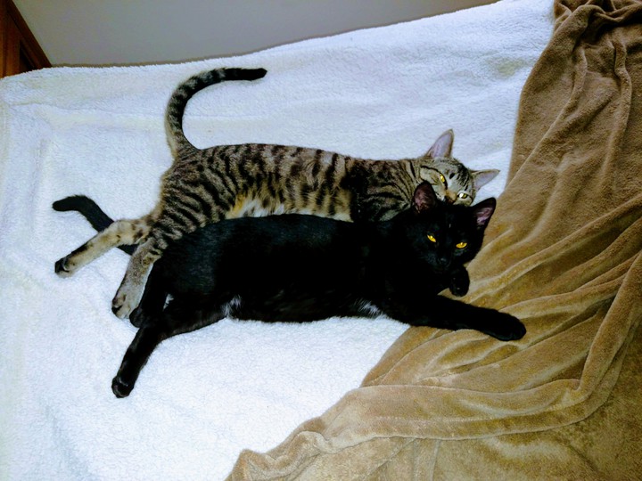 Max And Mo-Mo