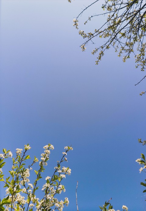 blossom
